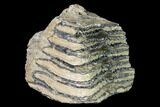 Partial Southern Mammoth Molar - Hungary #149877-1